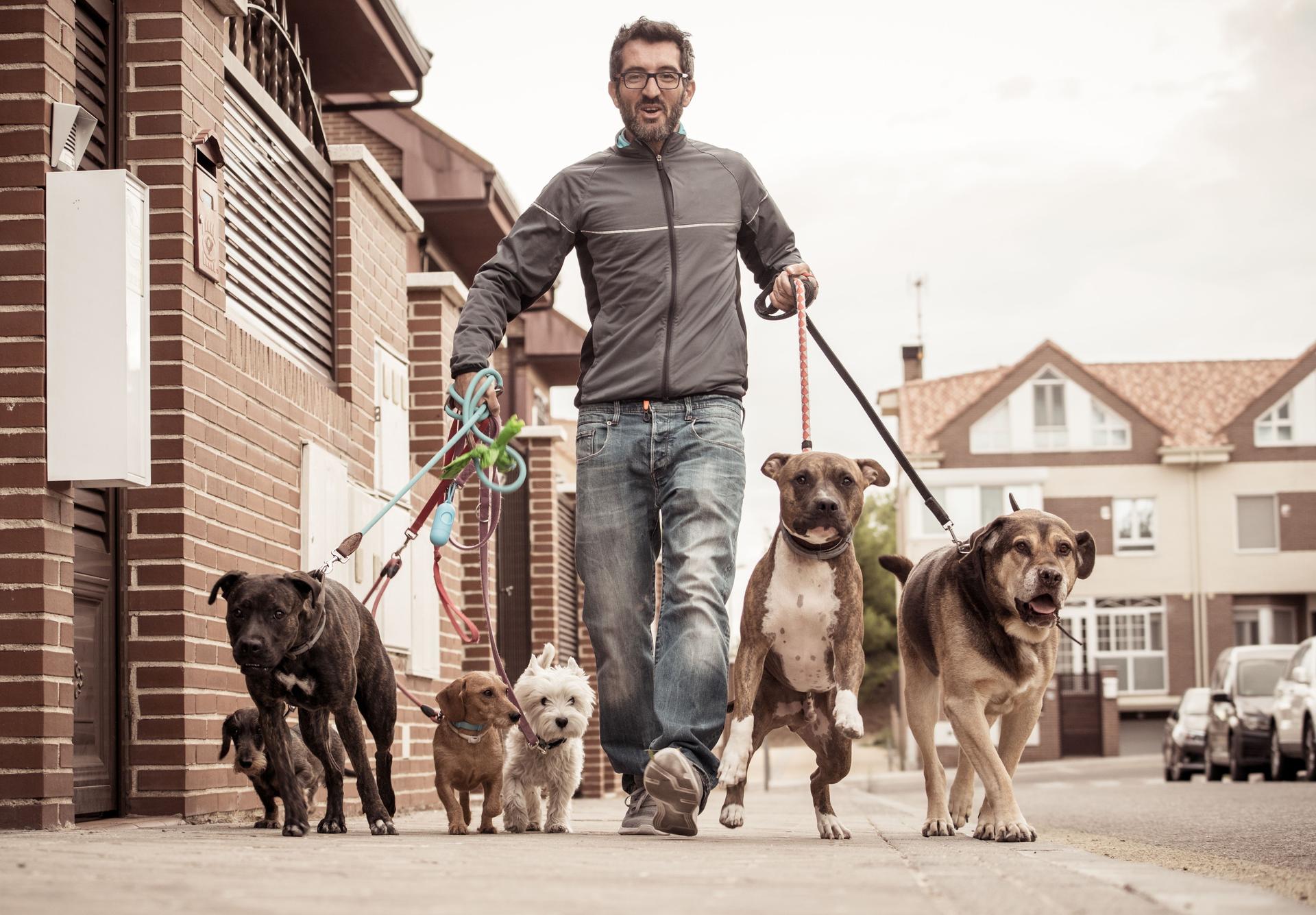 Igor Royzman Los Angeles Dog Walker