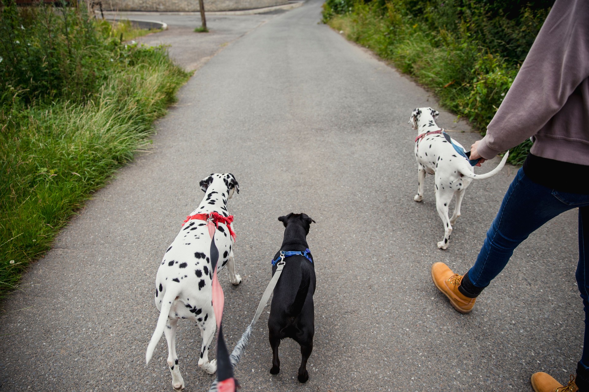 Pet Owner Walking her Dogs