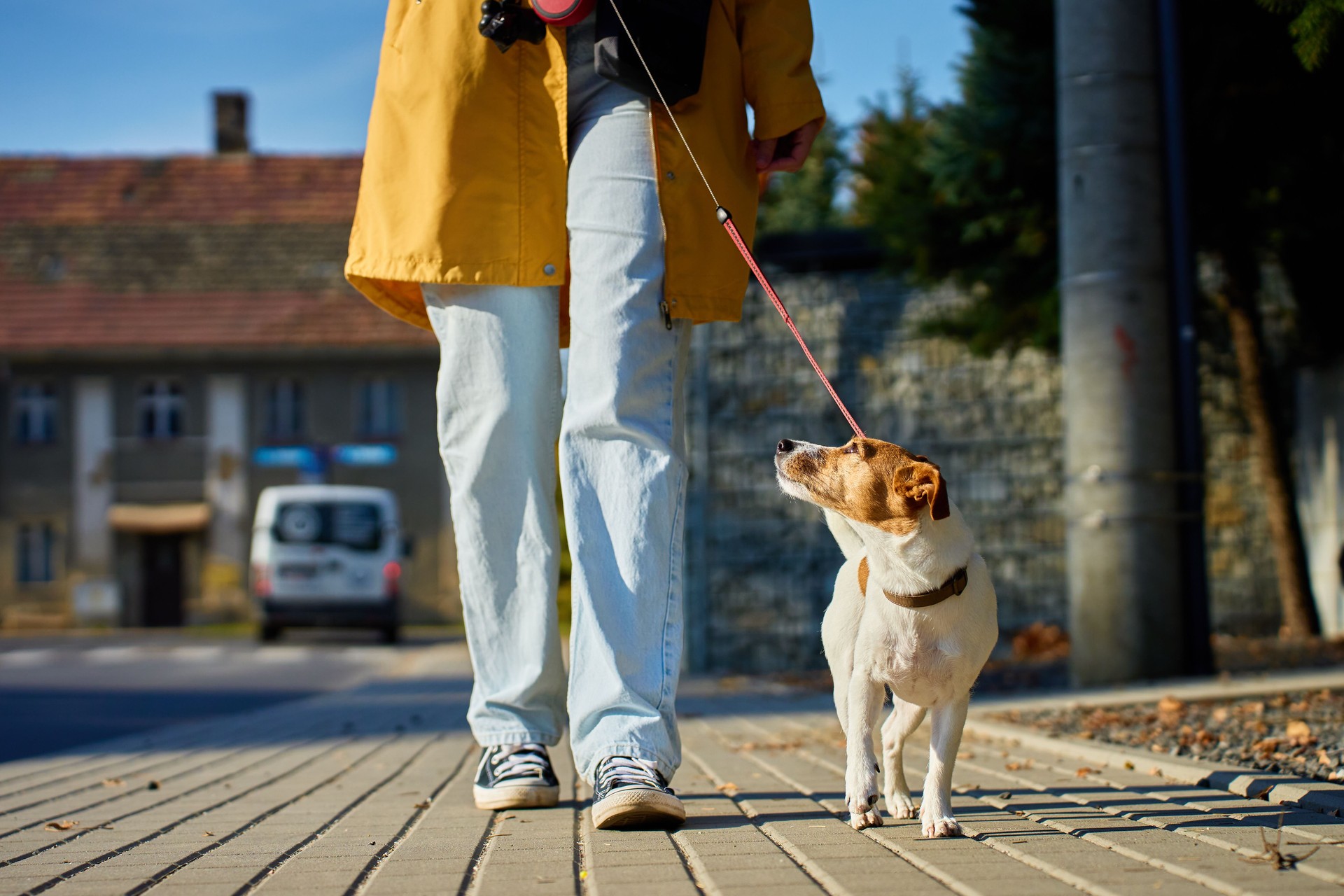 Jack Russell Terrier standing on sidewalk with owner