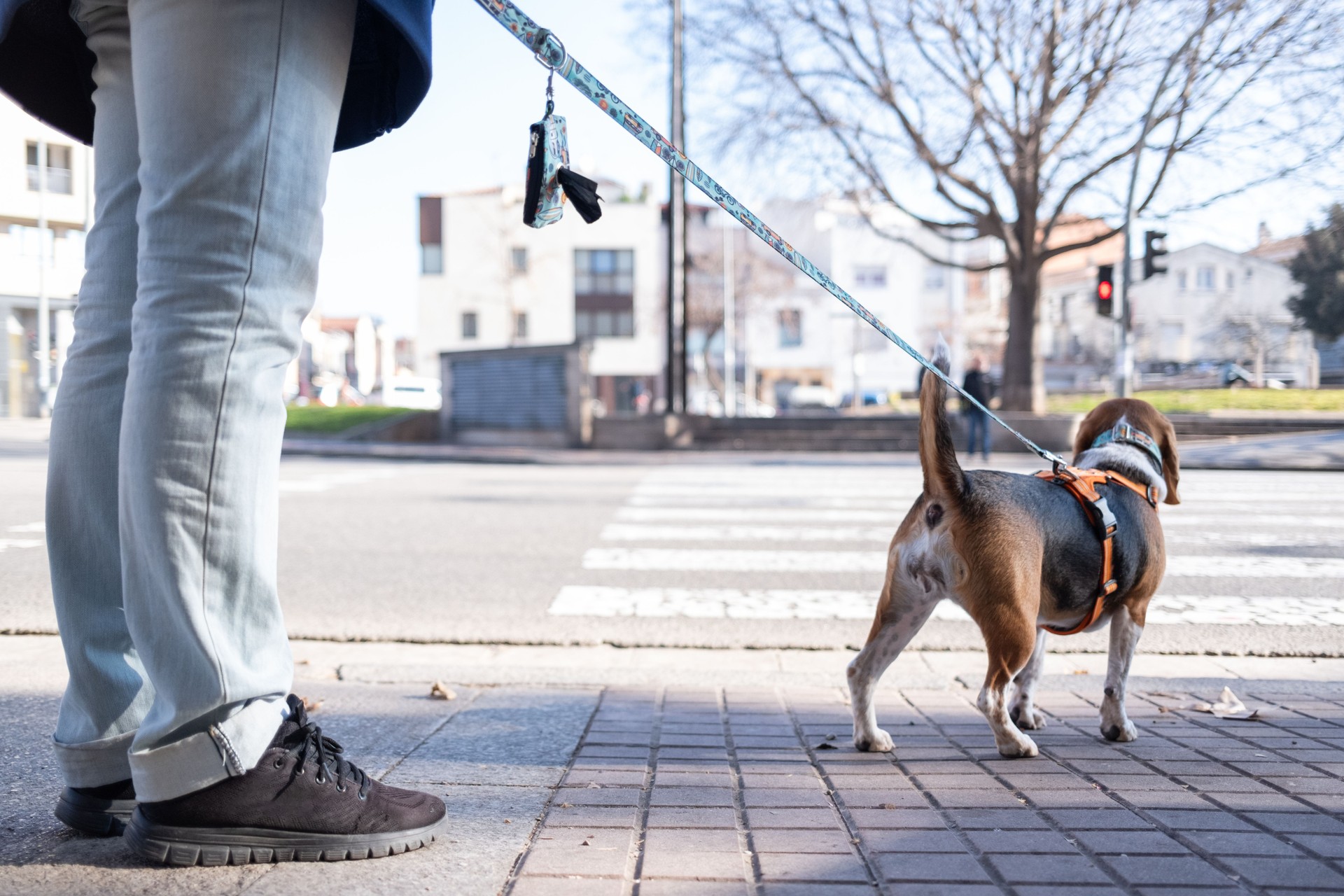 Mature woman walking her beagle dog on a city street