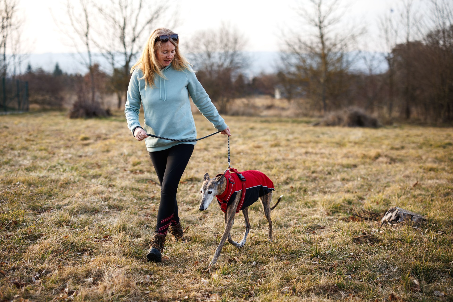 Woman with her old greyhound covered in pet clothing walks outdoors