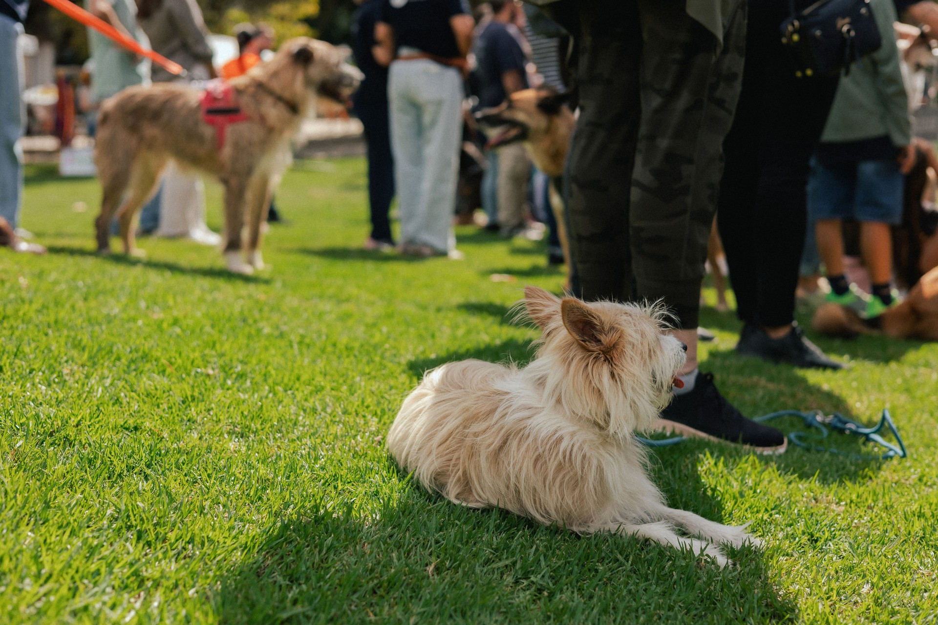 An obedient dog lies on the grass at the feet of its owner. Pure Bred Dog on the World Dog Show. Friendship, walk, pets. Part of the series.