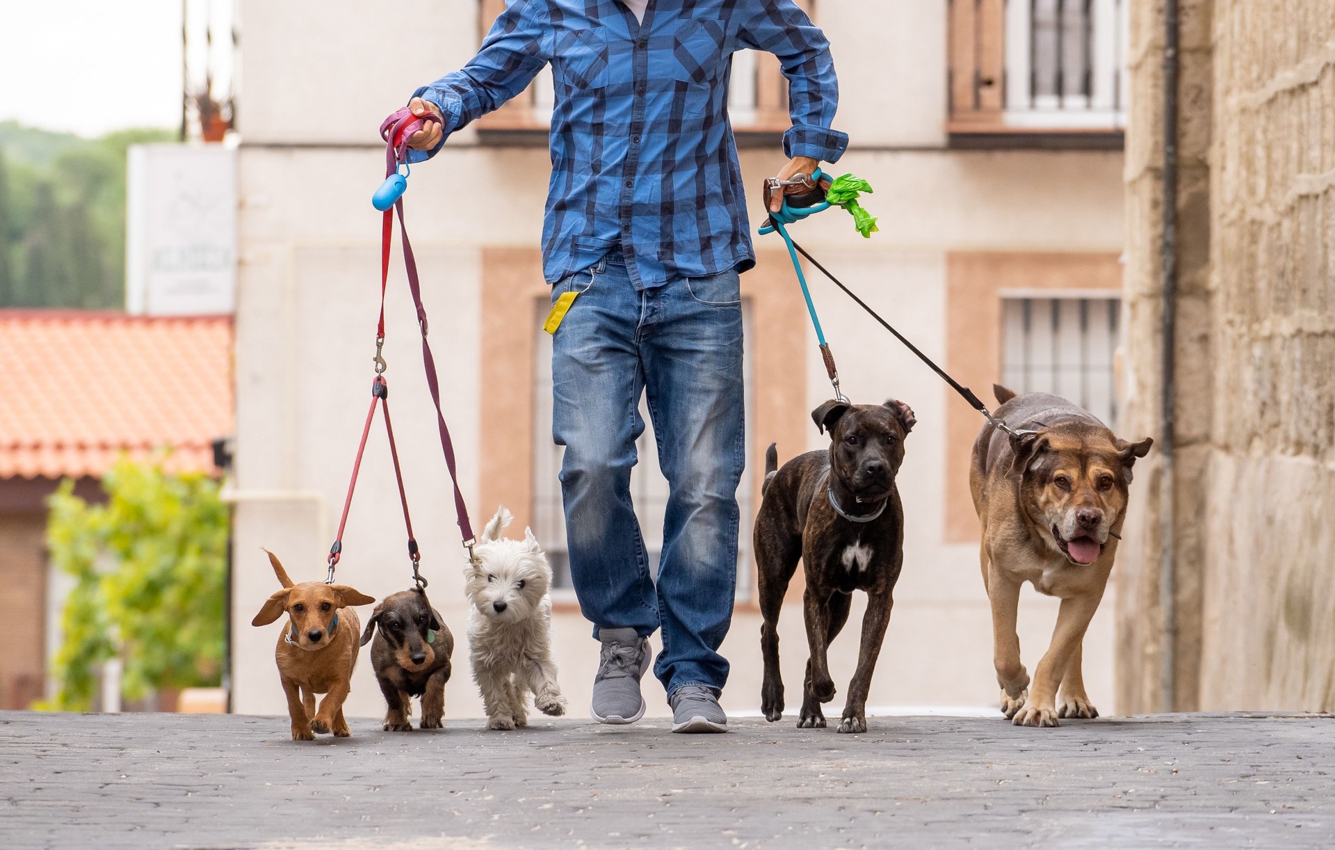 Professional dog walker or pet sitter walking a pack of cute different breed and rescue dogs on leash at city street.