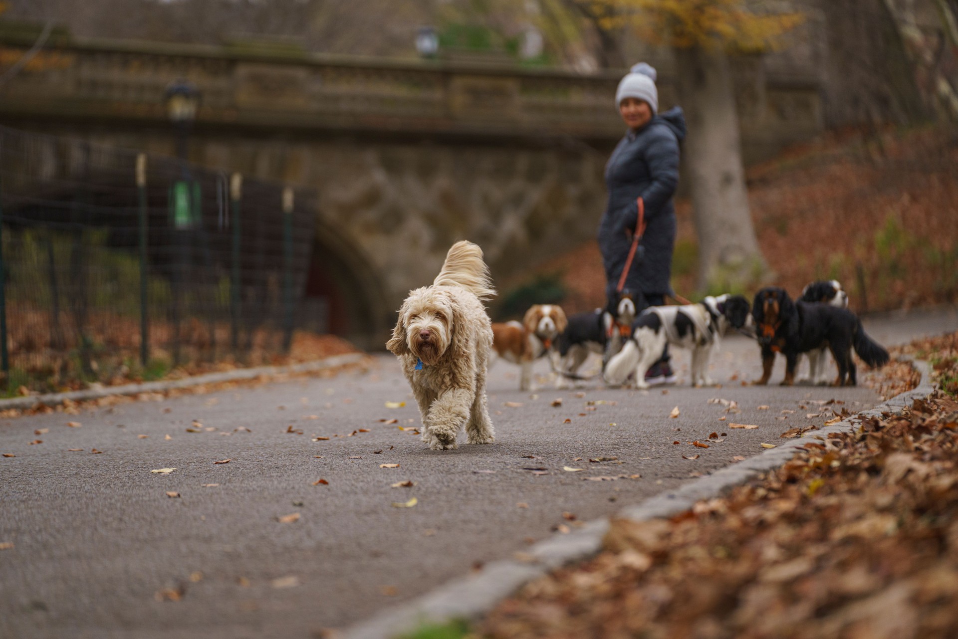 Dog walker walking with group of dogs on their leash at Central Park, New York City