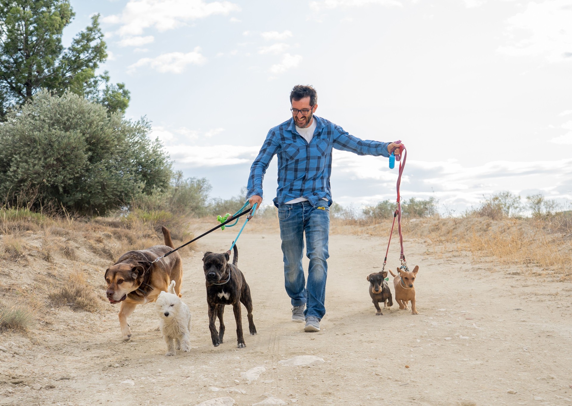 Professional dog walker or pet sitter walking a pack of cute different breed and rescue dogs on leash in the park. Happy pets and dog lovers start up small business.